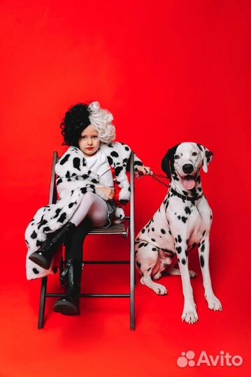 Далматин вязка