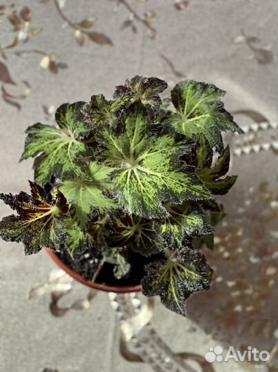 Бегония декоративно лиственная Клеопатра