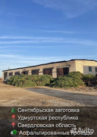 Елка сентябрьская рождественская опт