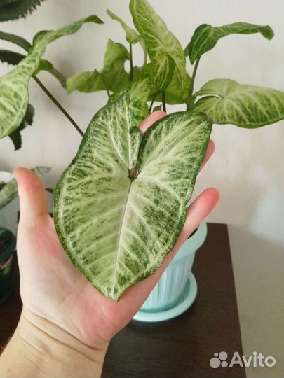 Сингониум батерфляй