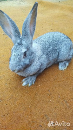 Кролики мясных пород