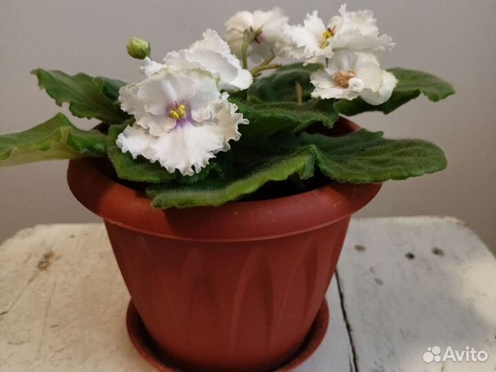 Фиалка белая