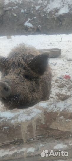 Мясо свинина домашняя