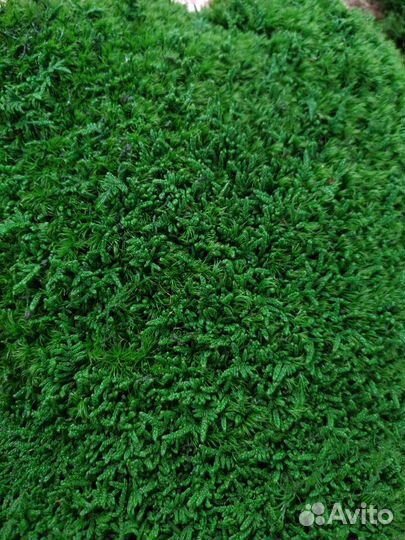 Кочка пушистая дизайн