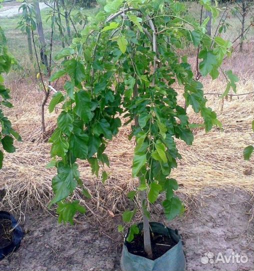 Тутовник-шелковица