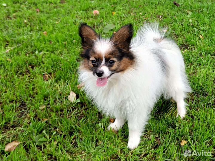 Очаровательный щенок папийона