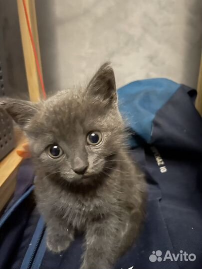 Британский котенок