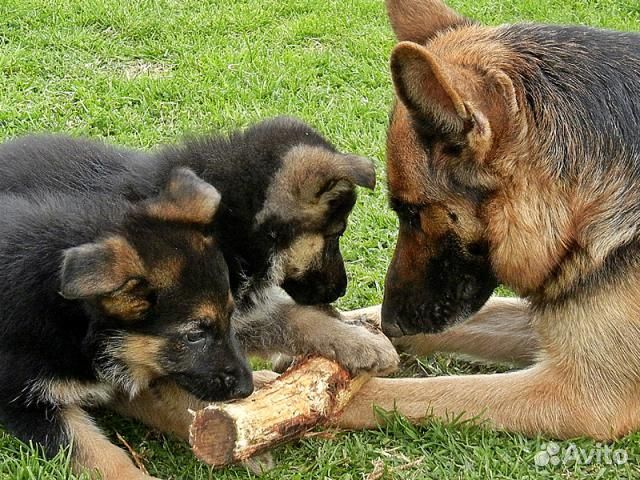 Здоровые щенки от вольерных немецких овчарок