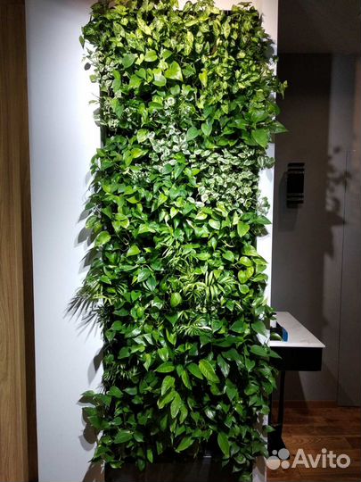 Фитостена. Вертикальное озеленение