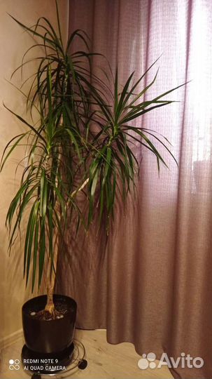 Пальма драцена