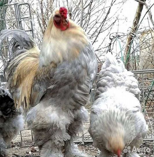 Цыплята брама изабель