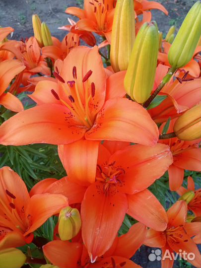 Лилии луковицы