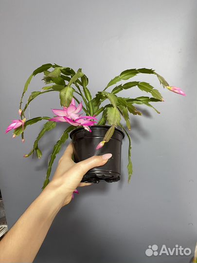 Декабрист Шлюмбергера Кусты с бутонами