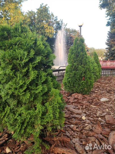 Мульча из коры Сибирской лиственницы