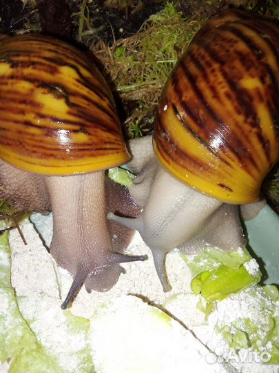 Кальцесмесь для улиток Ахатина и Архахатина