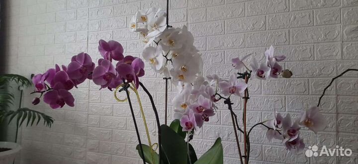 Орхидея фаленопсис