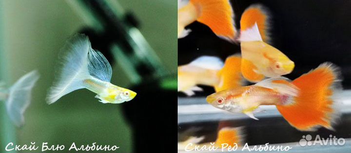 Московские Гуппи - чистые линии