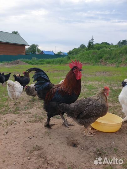 Цыплята помесные