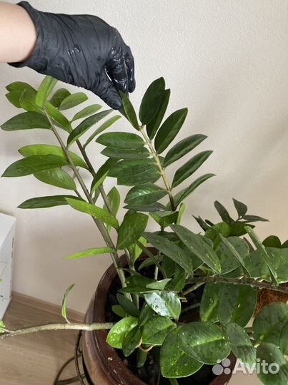 Замиокулькас