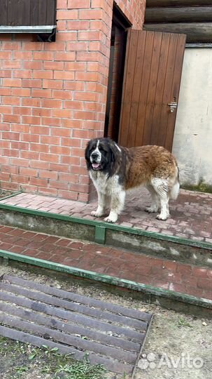Вязка