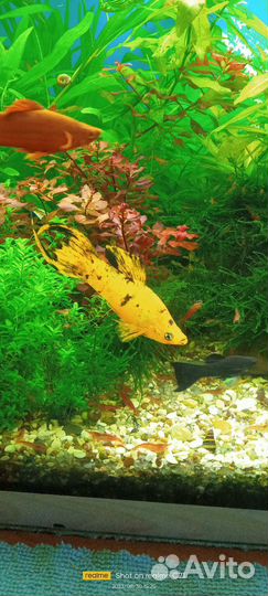 Аквариумные рыбки