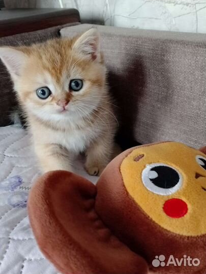 Шотландский котёнок