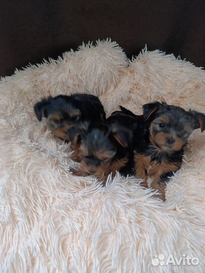 Йоркширский терьер