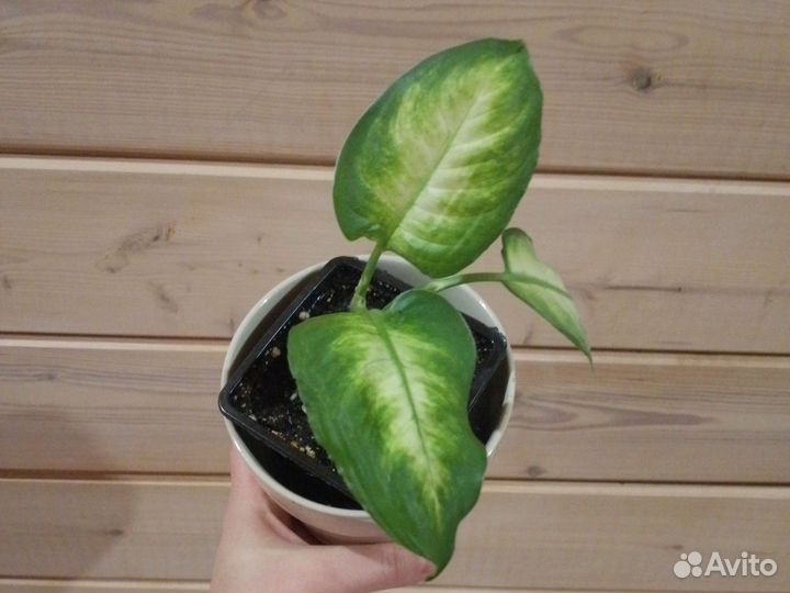 Диффенбахия Камилла