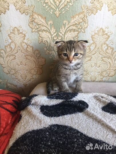 Британские