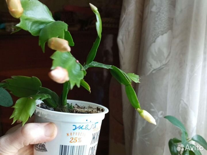 Декабрист жëлтый