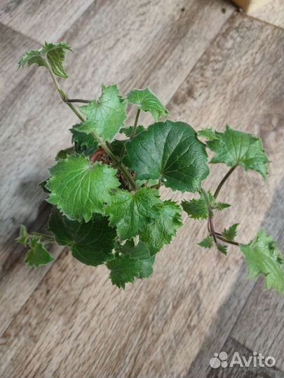 Бакопа вегетативная