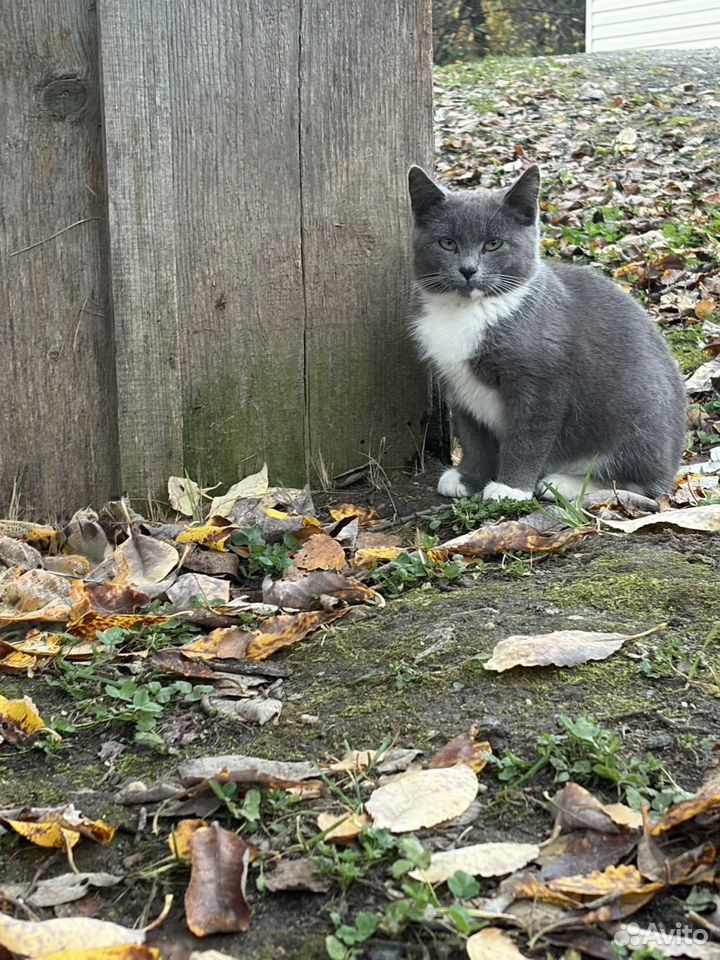 Котёнок в добрые руки, Ростов
