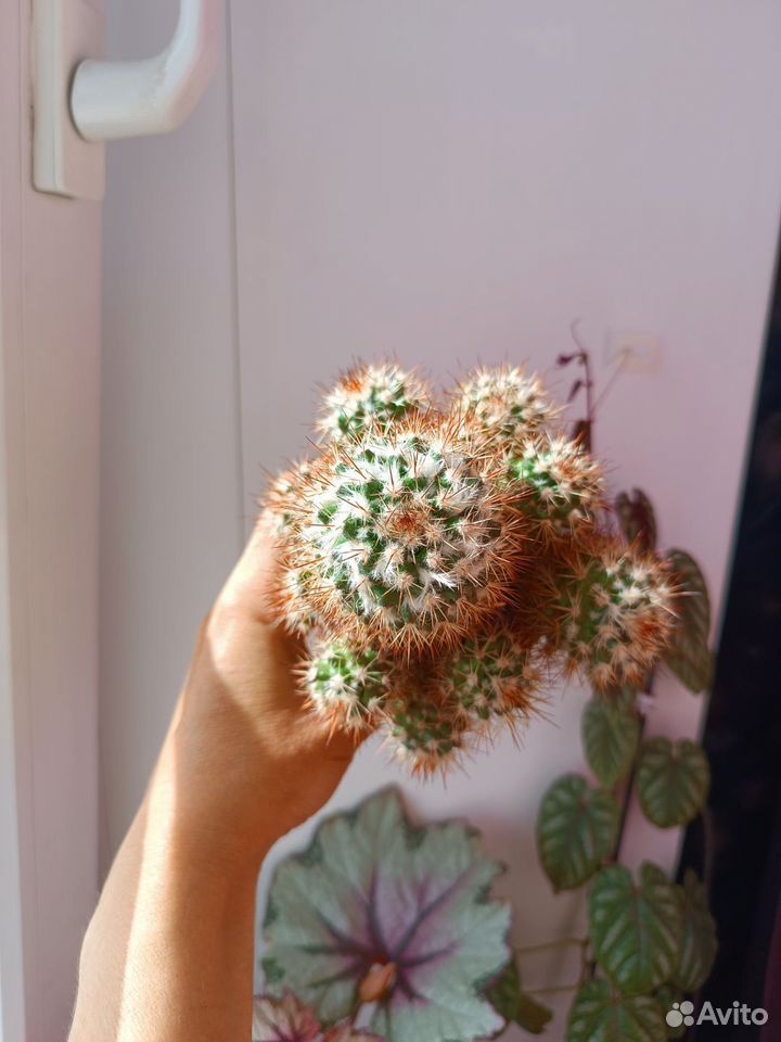 Кактус, Астрахань