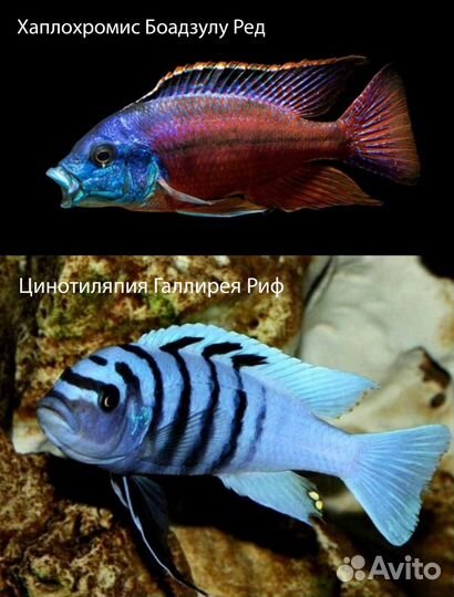 Цихлиды Малави (новое) 50р
