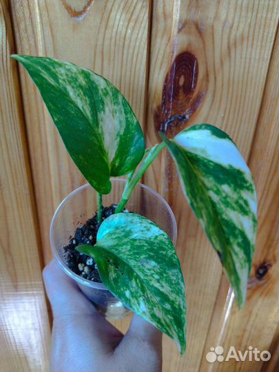 Сциндапсус золотистый