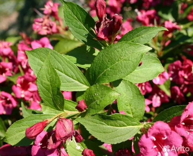 Саженцы декоративных кустарников, вейгела, жасмин