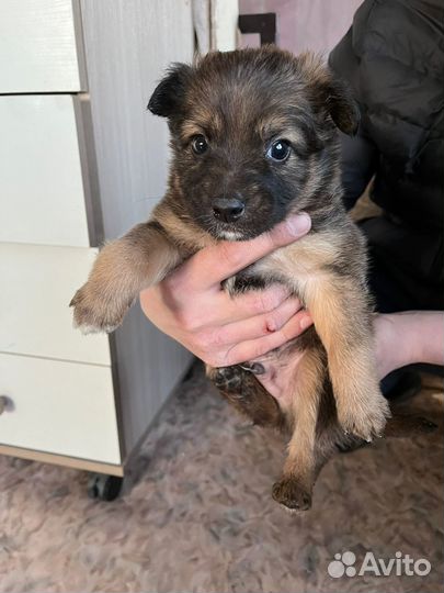 Отдам в хорошие руки щенят