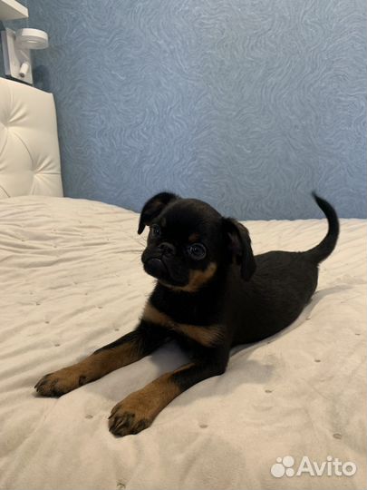 Щенок пти брабансона