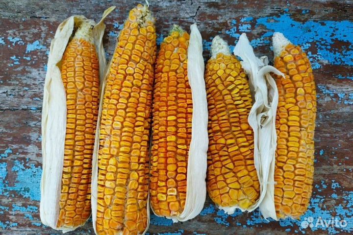 Кукуруза сахарная Сладкие клёцки (семена)