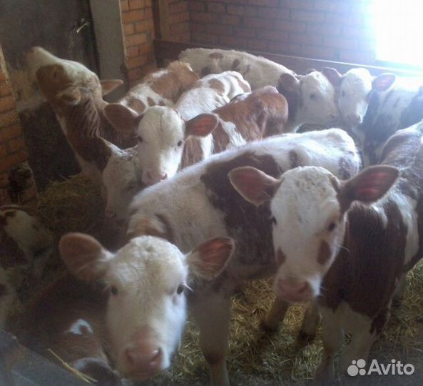 Телята для откорма