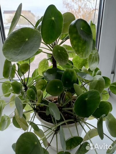 Продам цветы комнатные