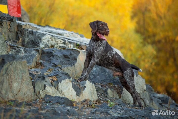 Немецкий дратхаар вязка