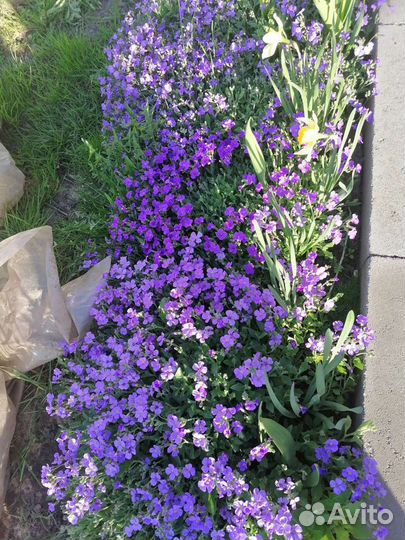 Обриета, гелениум, чабрец, почвопокровники