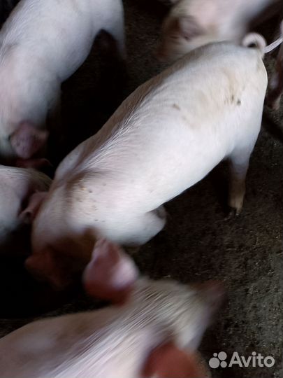 Поросята крупная белая