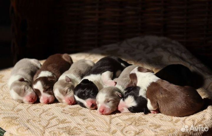 Бордер колли