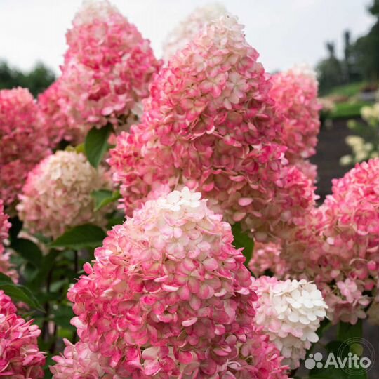 Гортензия Лайм Лайт, Вимс Ред, Кенделайн - Штамбы