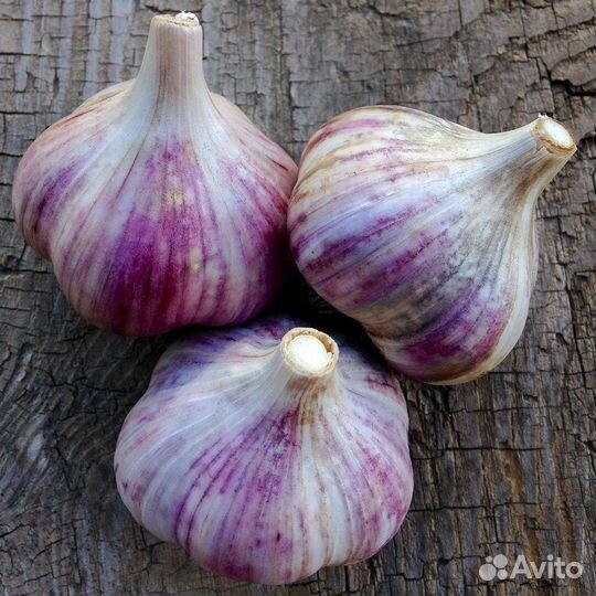 Озимый чеснок