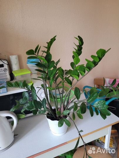 Замиокулькас долларовое дерево