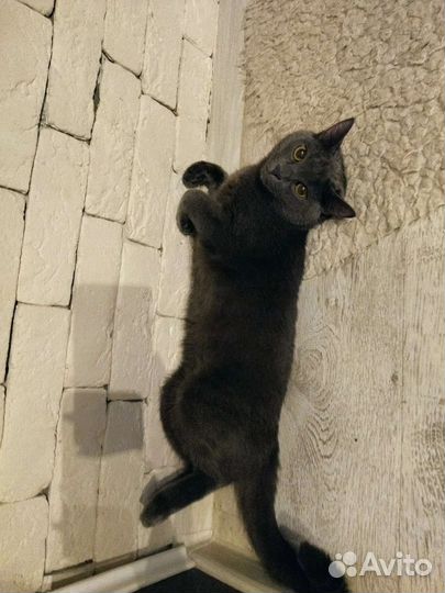 Кот для вязки