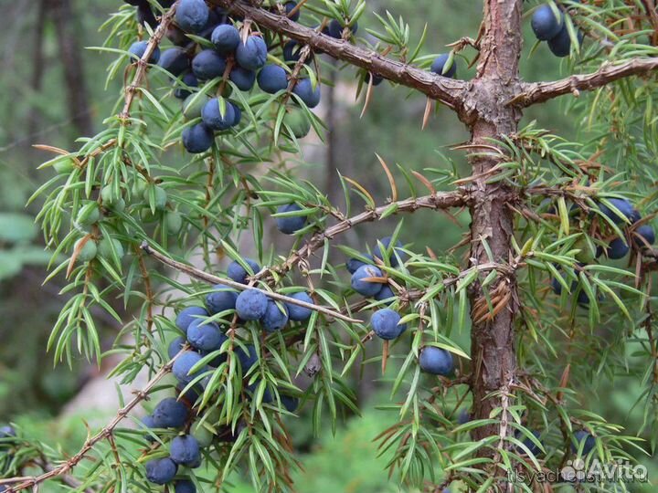 Валик можжевеловый валик для шеи валик для спины